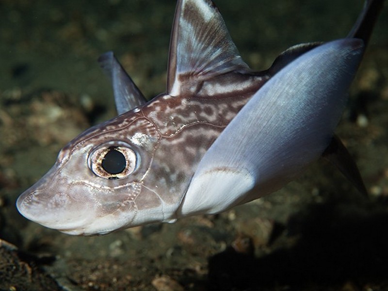 Chimaera monstrosa Linnaeus, 1758